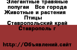 Элегантные травяные попугаи - Все города Животные и растения » Птицы   . Ставропольский край,Ставрополь г.